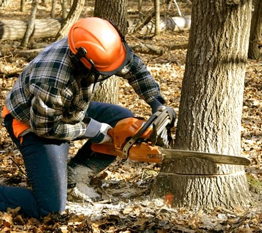 Tree Removal in Hollow Rock, TN